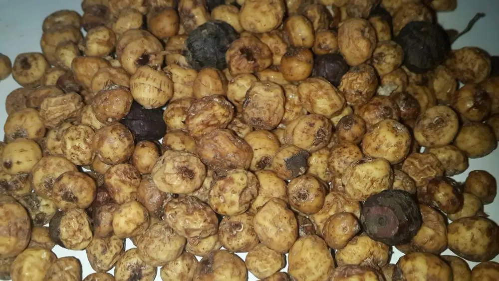 Tiger Nuts