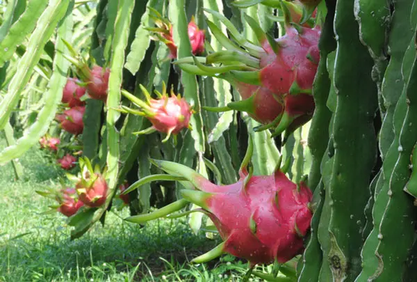 
Fresh Red / White Dragon Fruit +84 845 639 639 