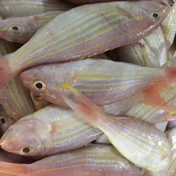 Frozen Golden Threadfin Bream Fish