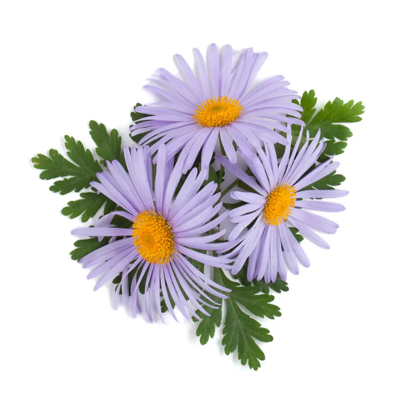 ODM Natural herbal pure aromatherapy German blue chamomile essential oil price therapeutic grade Private label