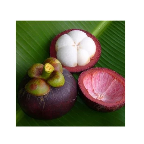 WHOLESALE VIETNAM FRESH MANGOSTEEN FOR IMPORTERS / WHATSAPP +84 845 639 639