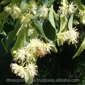 
Linden Blossom Oil (Tilia Vulgaris) 