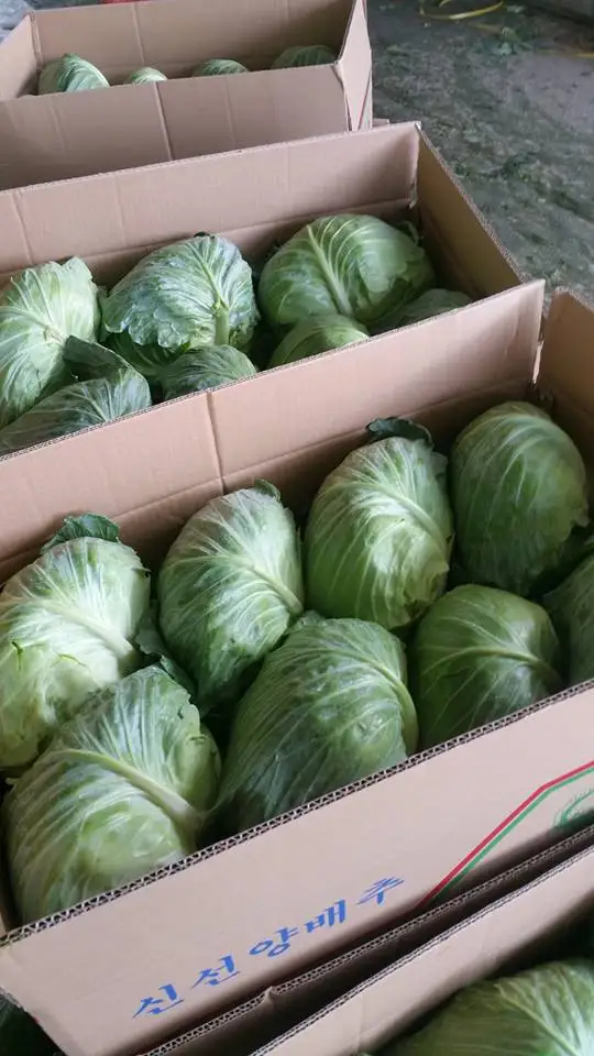 Органическая свежая капуста по самой низкой цене
