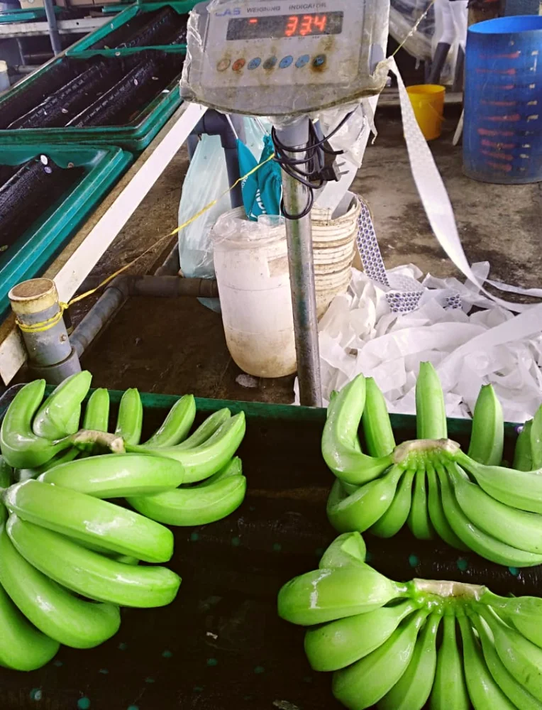 Бананы премиум-класса