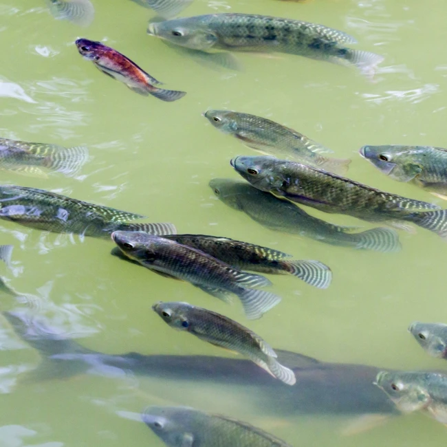 Highly performing probiotic feed mixture for healthy tilapia fish