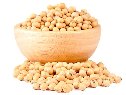 Лучший поставщик из Вьетнама-Канады, соевые бобы с ГМО по самой большой скидке от зудминя