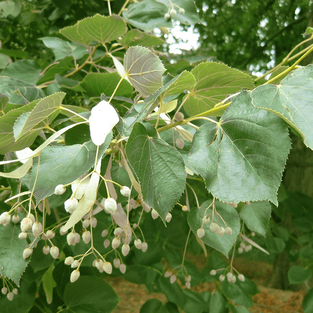 Белые сухие цветы Болгарии оптом