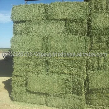 Non-GMO Alfafa Hay for Animal Feeding Alfalfa / Timothy Hay and Bermuda Hay for sale