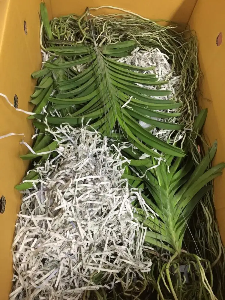 
Wholesale Thai Vanda Orchid Flower Pot Plants - Premium quality @ BEST Price Try Us!! 