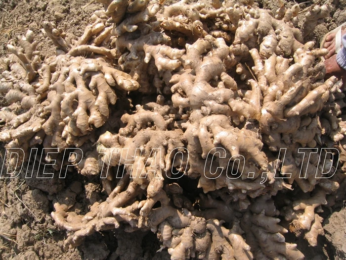 The supplier ginger from Vietnam ginger powder/ dried slices ginger/ fresh ginger