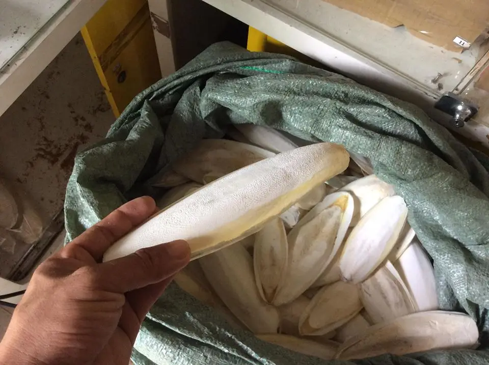 CUTTLEFISH BONE from VIET NAM with the best price/WHATSAPP 84845639639