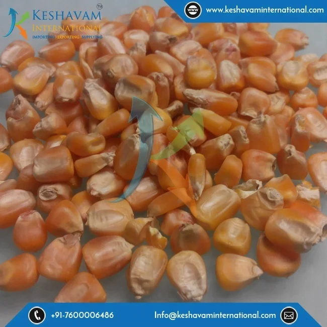 Превосходное качество высокопитательный желтая кукуруза