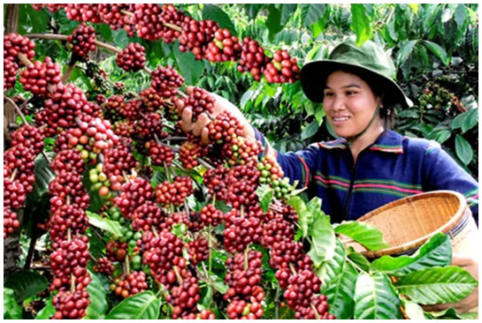 VIETNAM ROBUSTA COFFEE / ARABIA COFFEE BEANS / GREEN COFFEE BEAN( WHATSAPP: 0084 916 800 732 )
