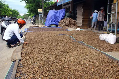 DRIED MALVA NUT / PANG DA HAI /Sterculia Lychnophora WHATSAPP+84-845-639-639