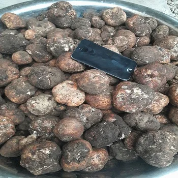 
Desert truffle (Terfezia clavaryi) 