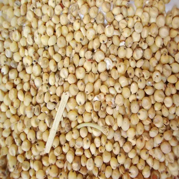 
Red And White Sorghum For Sale / Sorghum Flour White / Sorghum grains 