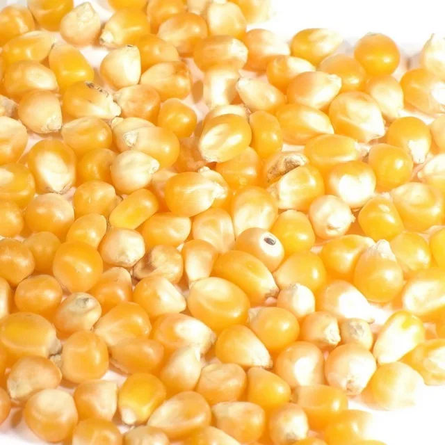 Yellow Corn (Animal Feed)
