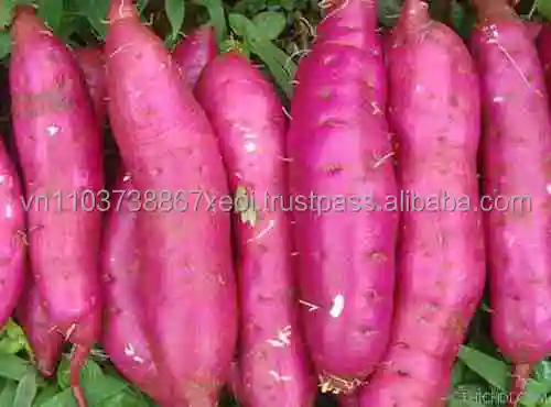 HIGH QUALITY JAPANESE SWEET in 2021 sweet potato cheap price  +84-845-639-639