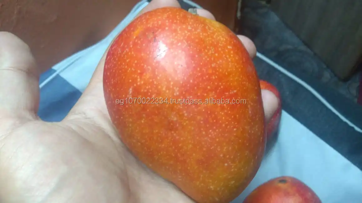 fresh mango fruit ready to export to Russia