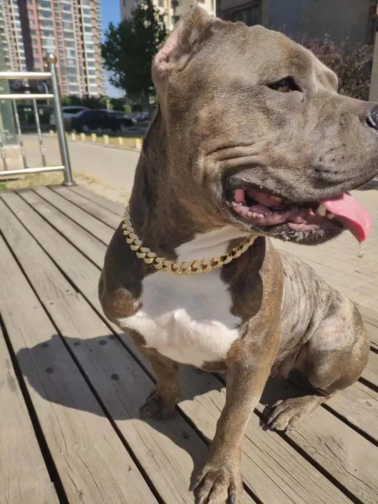 wholesale pet jewelry bling bling iced out diamond jewelry jeans chain custom gold dog necklace jewellery for pet