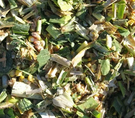 CORN SILAGE FROM VIETNAM for