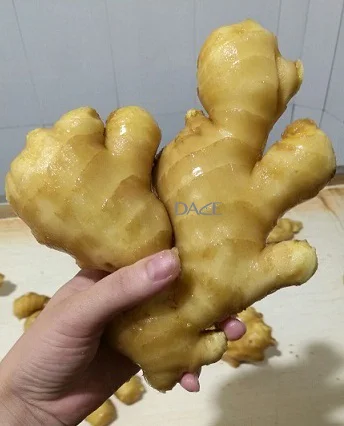 Cheap Price Fresh Ginger - Low MOQ Available Fresh Ginger for Cooking and Drinking from Viet Nam manufacturer