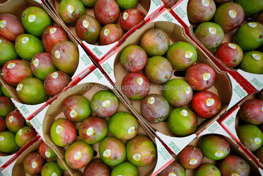 
FRESH MEXICAN KENT MANGOS/FRESH GOLDEN MANGOES 