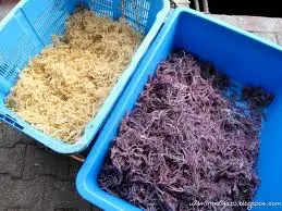  Dried Cottonii in bulk best quality whatsapp +84 845