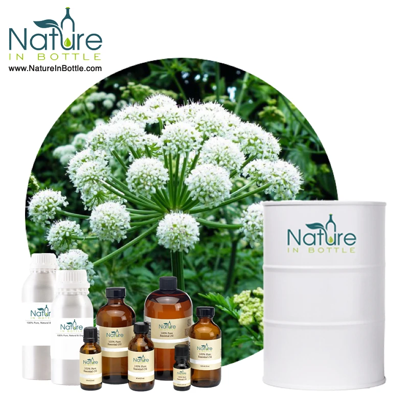 Organic Angelica Oil | Angelica Root Oil | Angelica Archangelica - 100% Natural and Organic Essential Oils - Private Labelling