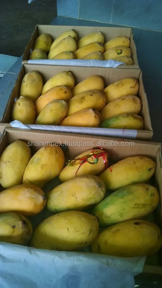 
Pakistani Mango Fresh Sindhri Chaunsa 