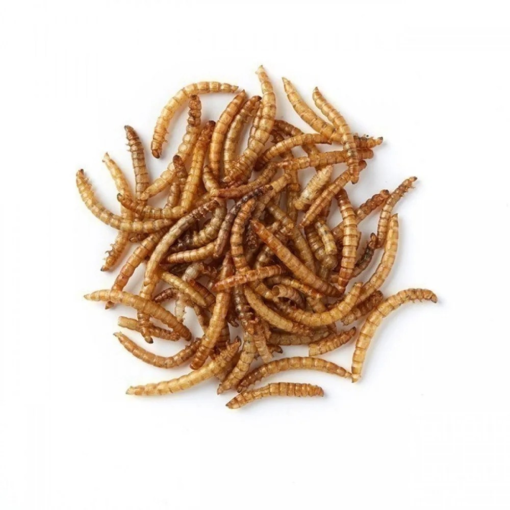 super freeze dried breeding/gut loading adult mealworms in cereal in food for chickens for birds eat