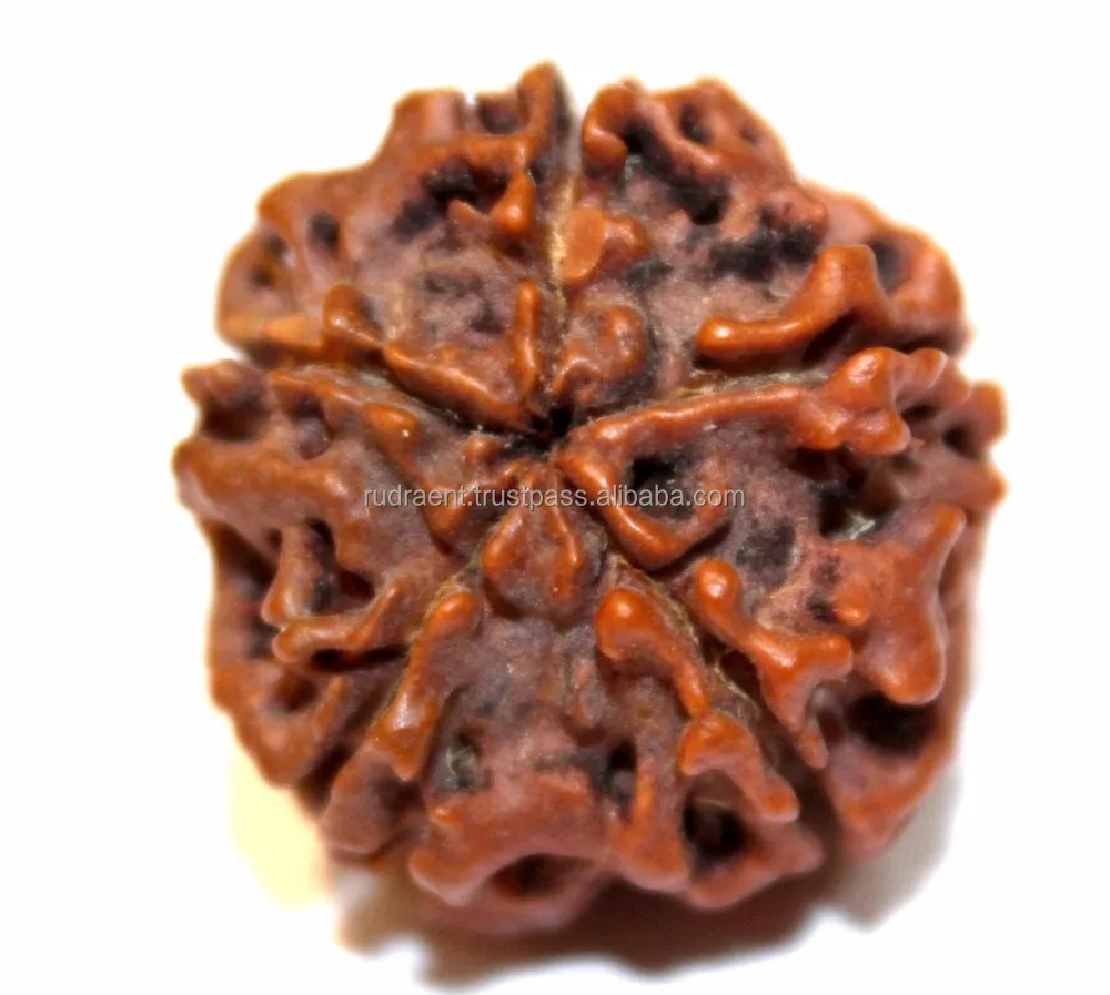 Rudraksha Bead 5 Mukhi Rudraksha, Five Face Energized Nepal