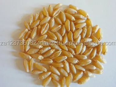
AAA Grade Quality Durum wheat 