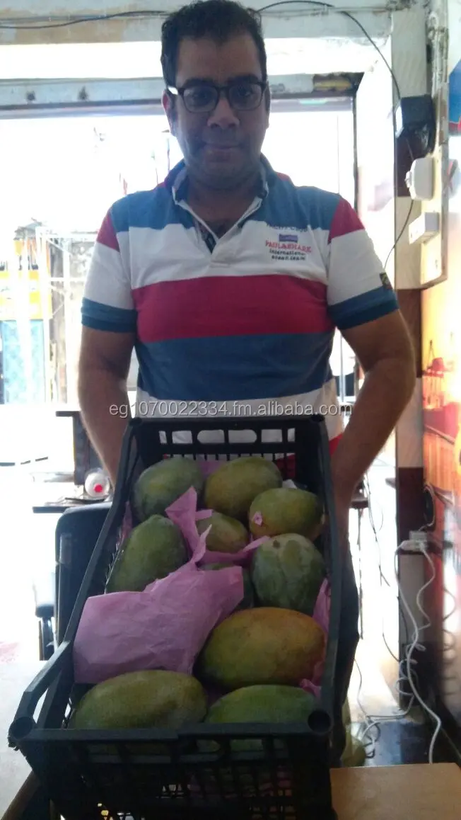 fresh mango fruit ready to export to Spain