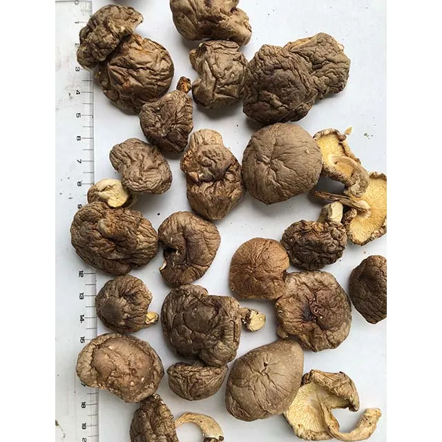 
Rare Whole Part Cultivated Dried mushroom JAS shiitake for longevity secret 