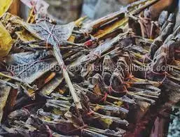 
Hot Gecko in Vietnam . 