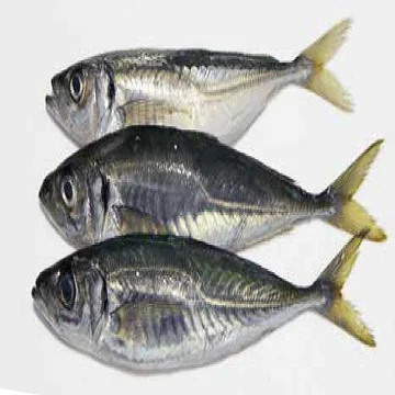 High quality frozen horse mackerel whole round fish