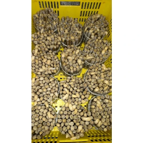 
Live Razor Clam Shanghai - Razor Clam China - Fresh Daily Live Razor Clam - Alive Razor Clam - Alive Razor Clam China Korea 