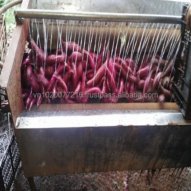 Vietnam sweet potato