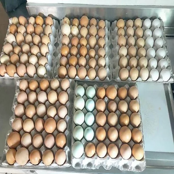 Органические свежие куриные яйца для продажи