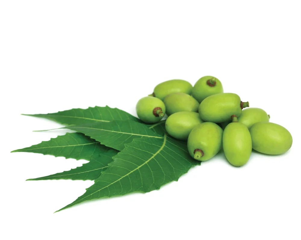High Quality Natural Pure Neem Carrier oil Available in India for Agriculture and Skin Use