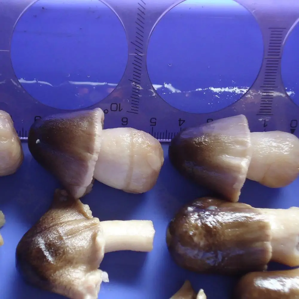 Straw mushroom canned best taste from Vietnam +84 845 639 639
