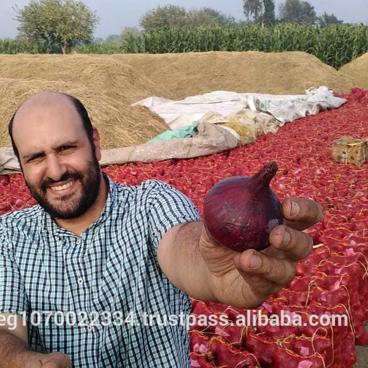 fresh red ONION , yellow onion , Egypt onion to Pakistan