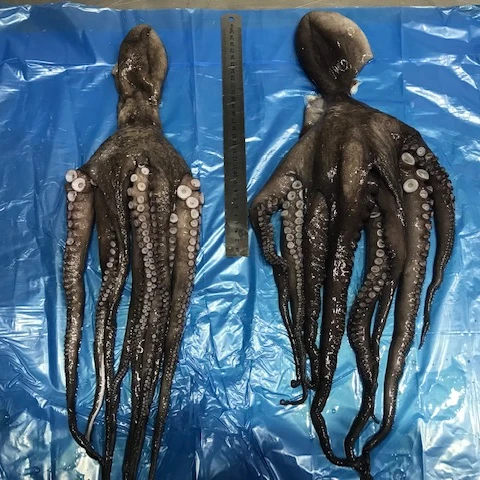 Необработанный замороженный Полный Круглый Осьминог (вытянутый)-страна-Чили