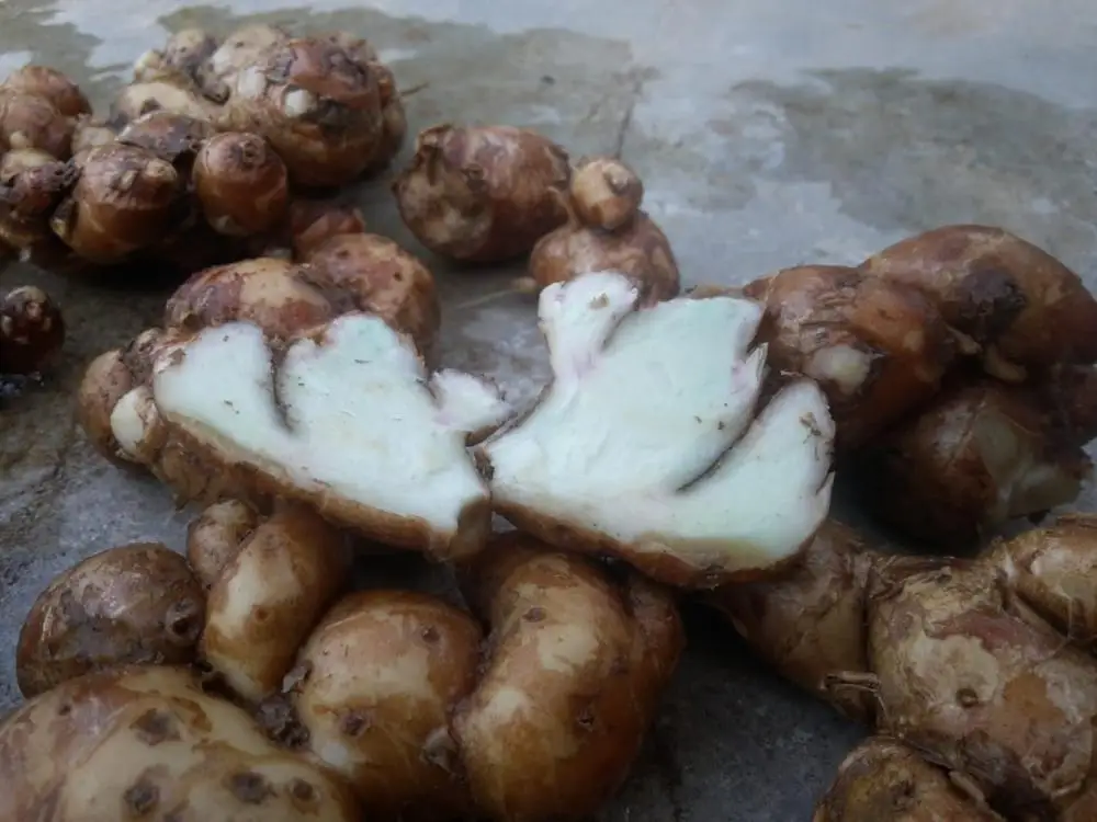 FRES SAND GINGER FOR SALE from vietnam
