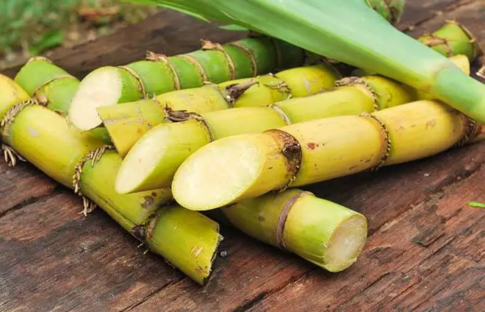 Save Environment Sugarcane Bagasse Products Pulp Making Low Price Best Supply