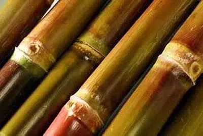Certificated Quality Sugarcane Molasses (Brix Min 75%) With Vietnamese Origin