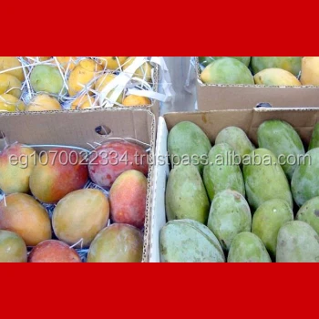 fresh mango fruit ready to export to Spain