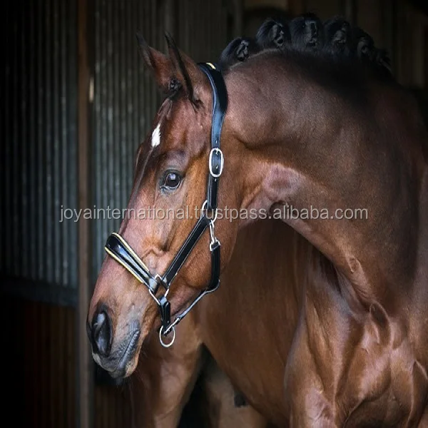 Deluxe Padded Break Away Leather Horse Halter, Horse leather halter Sweden style