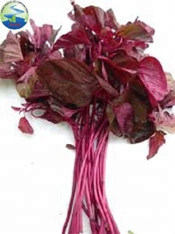 Fresh vegetables/ Red amaranth